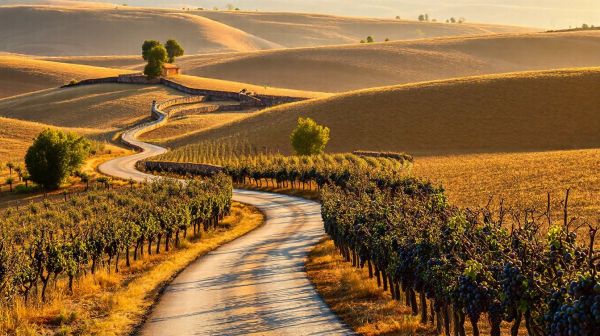 Découvrez les trésors cachés de la route des grands crus en Bourgogne